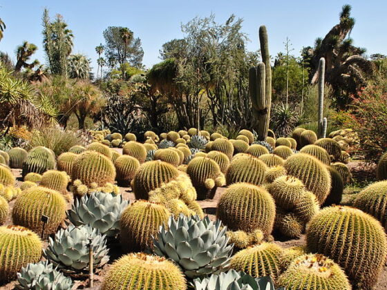 Cactus Passion: The Most Beautiful and Curious Plants