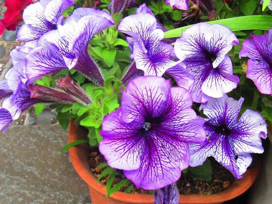 featured image - The 9 Best Plants to Grow in Your Container Garden